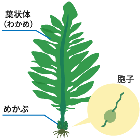 カルシウムで強いからだづくりを